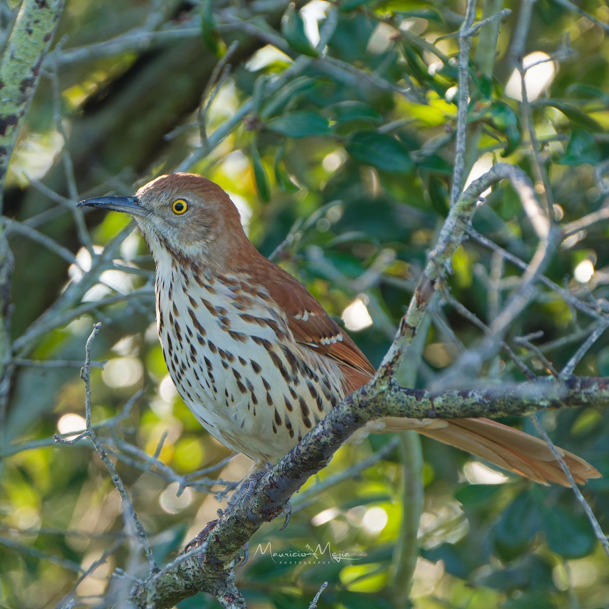 Brown Thrasher - ML646802688