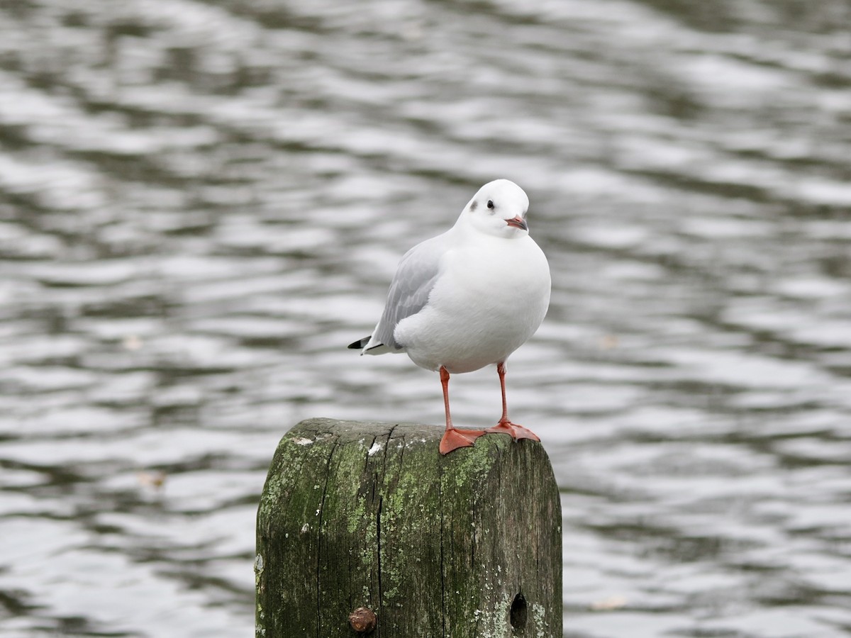 Black-headed Gull - ML646802691