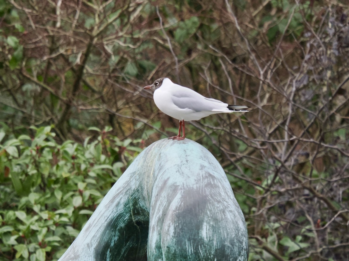Black-headed Gull - ML646802692