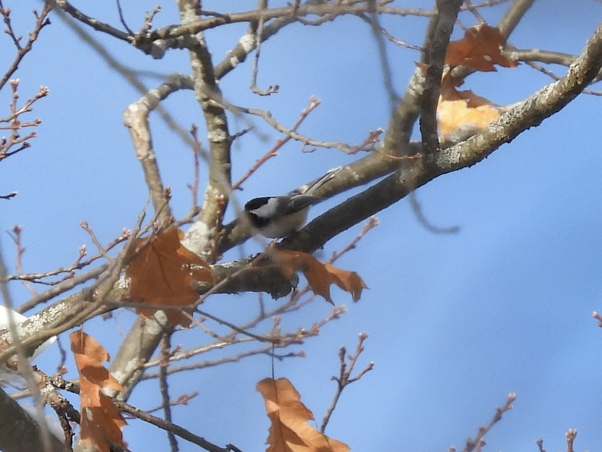 Black-capped Chickadee - ML646802694