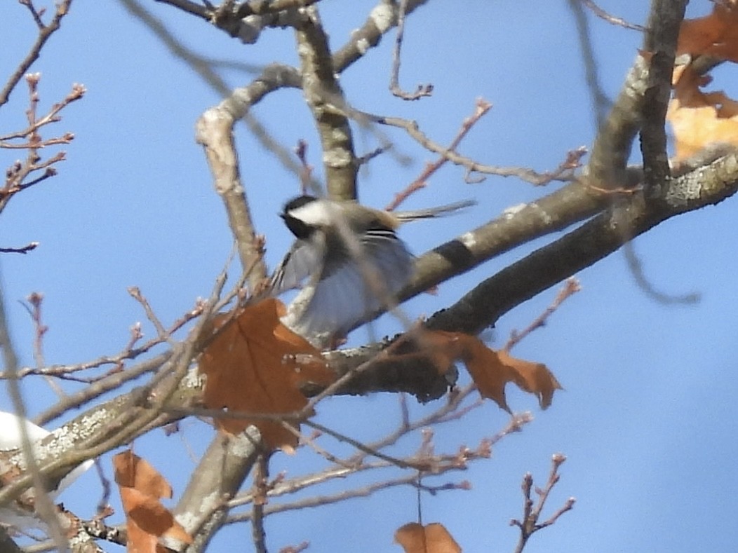 Black-capped Chickadee - ML646802695