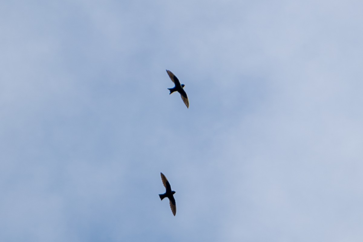 White-collared Swift - ML646802705