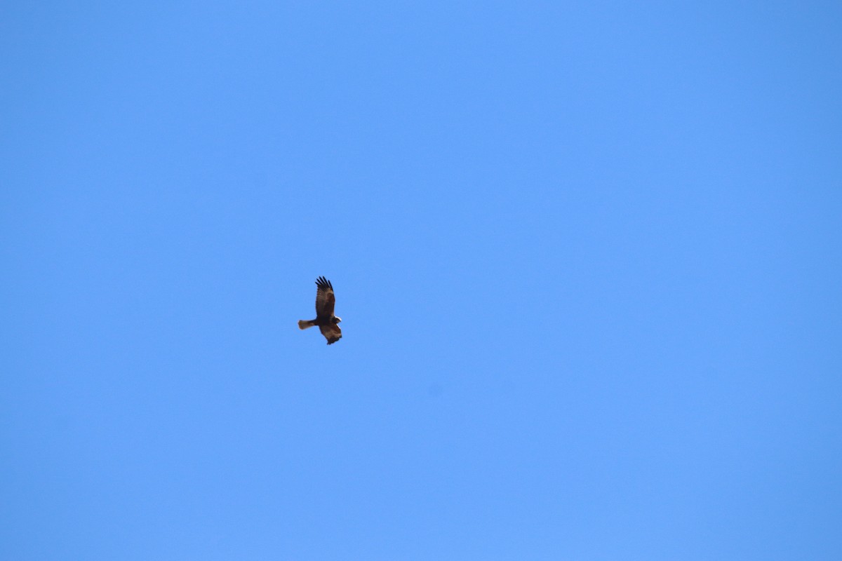 Busard des roseaux - ML646802706