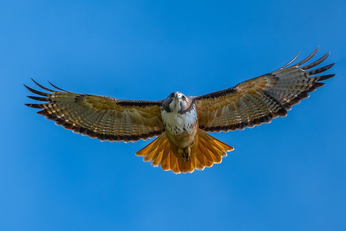 Red-tailed Hawk (costaricensis) - ML646802709