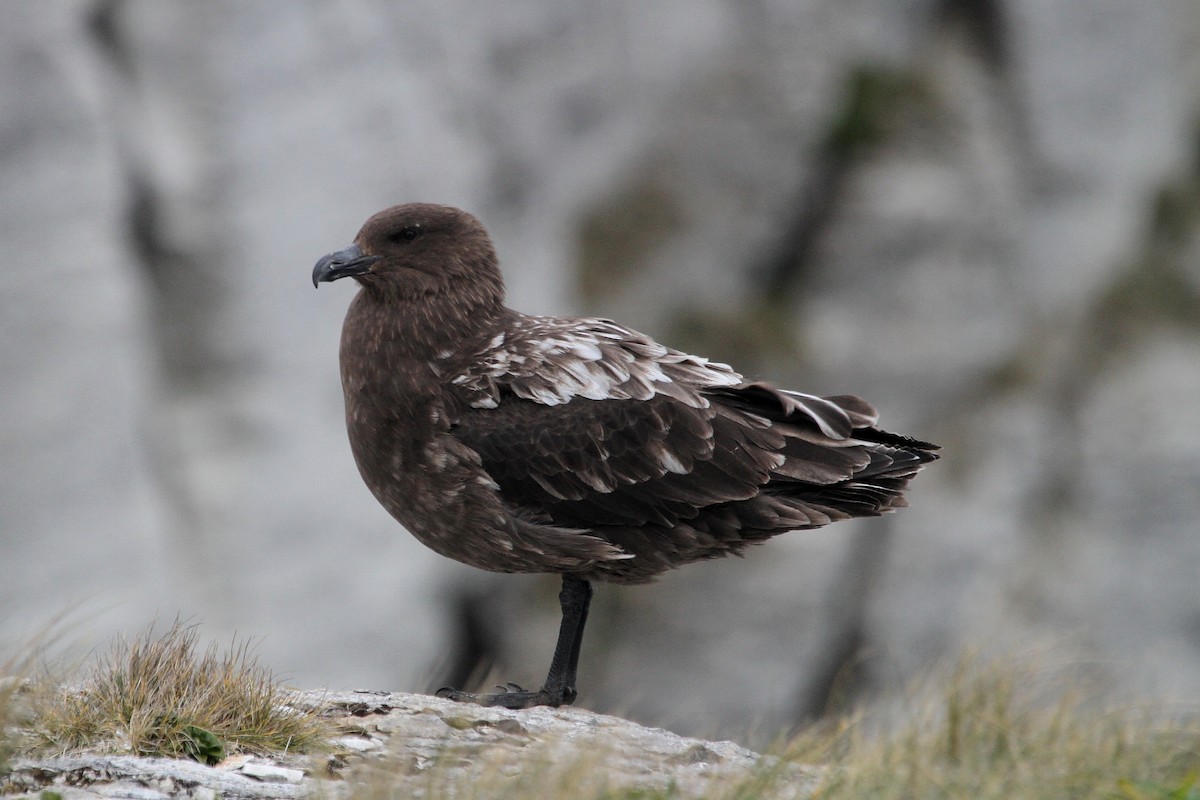Brown Skua - Stephen Gast