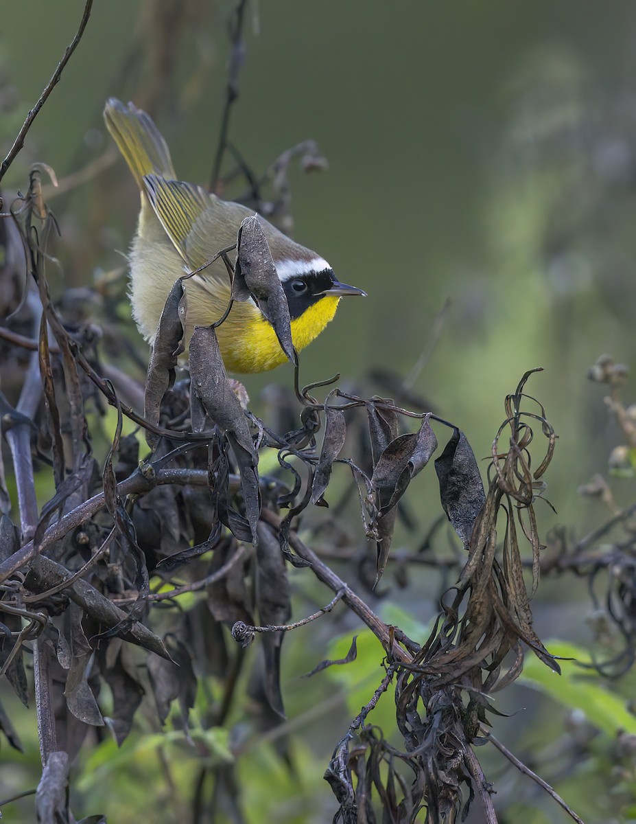 Северная желтогрудка - ML646802710