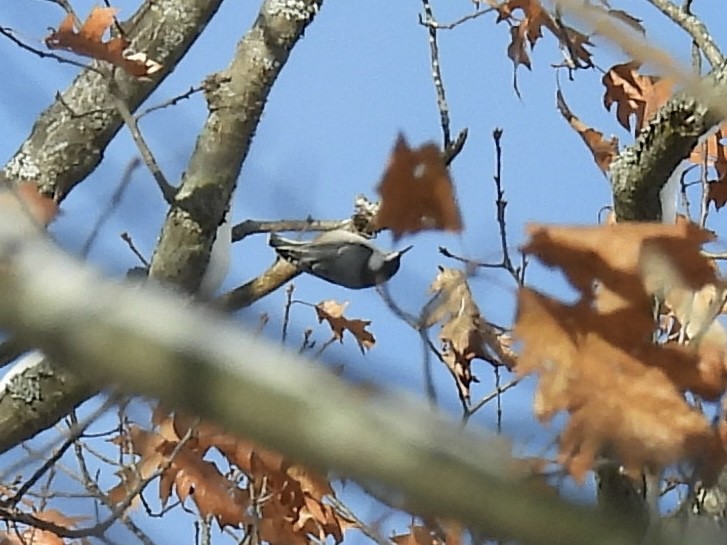 White-breasted Nuthatch - ML646802713