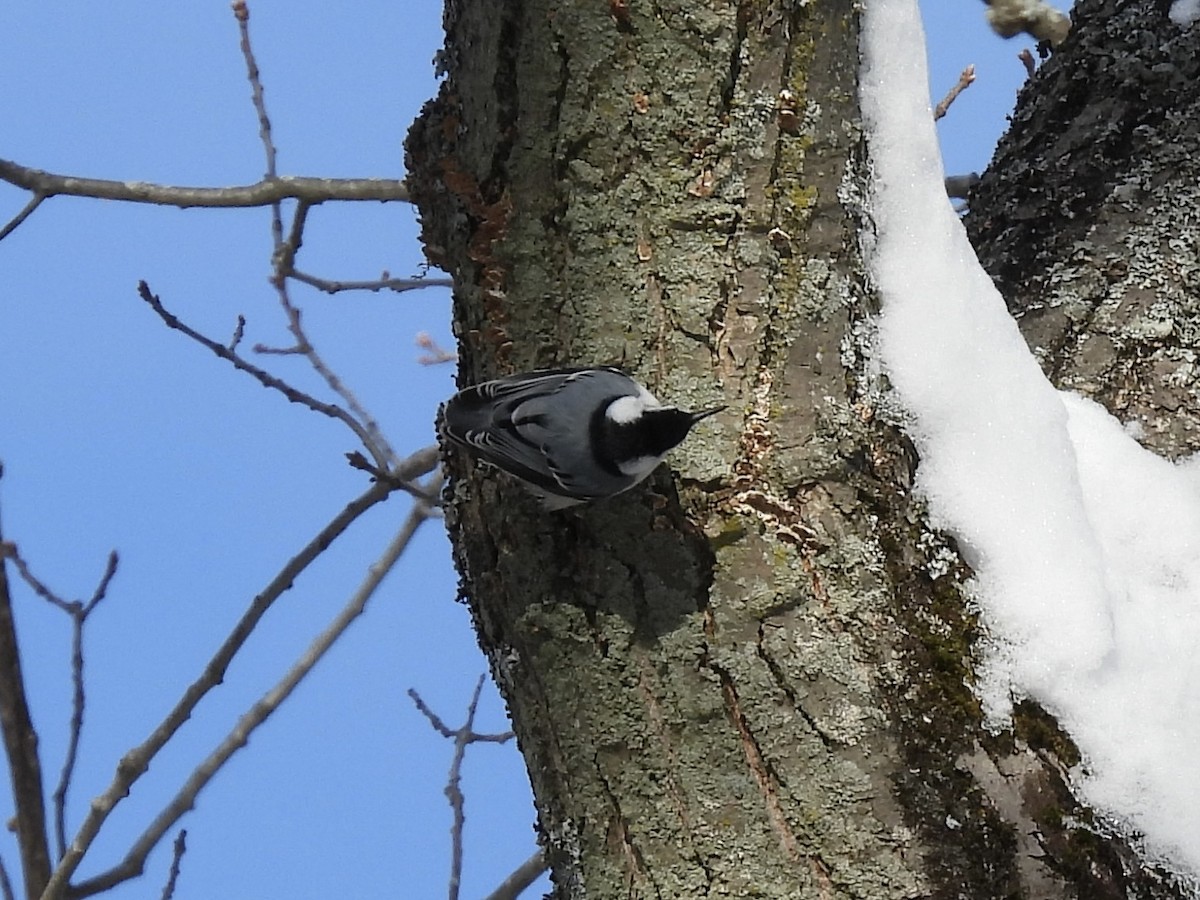 White-breasted Nuthatch - ML646802714