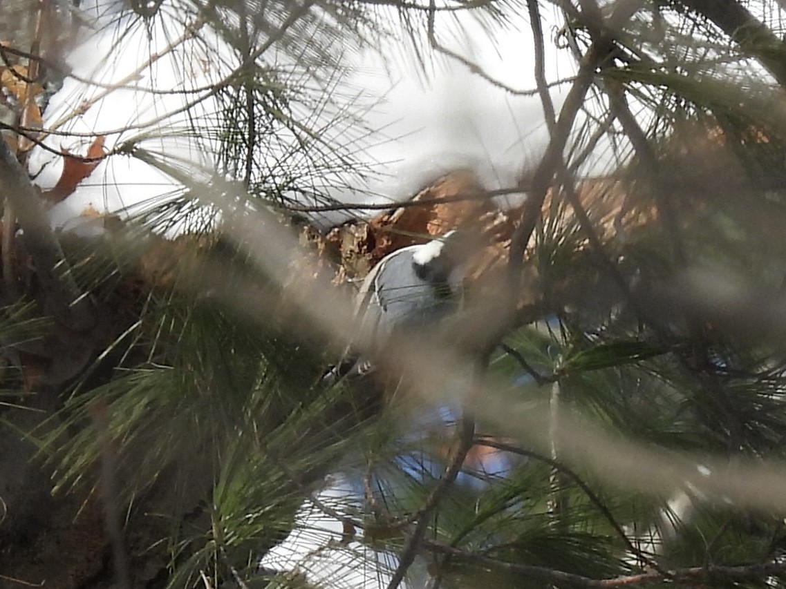White-breasted Nuthatch - ML646802715