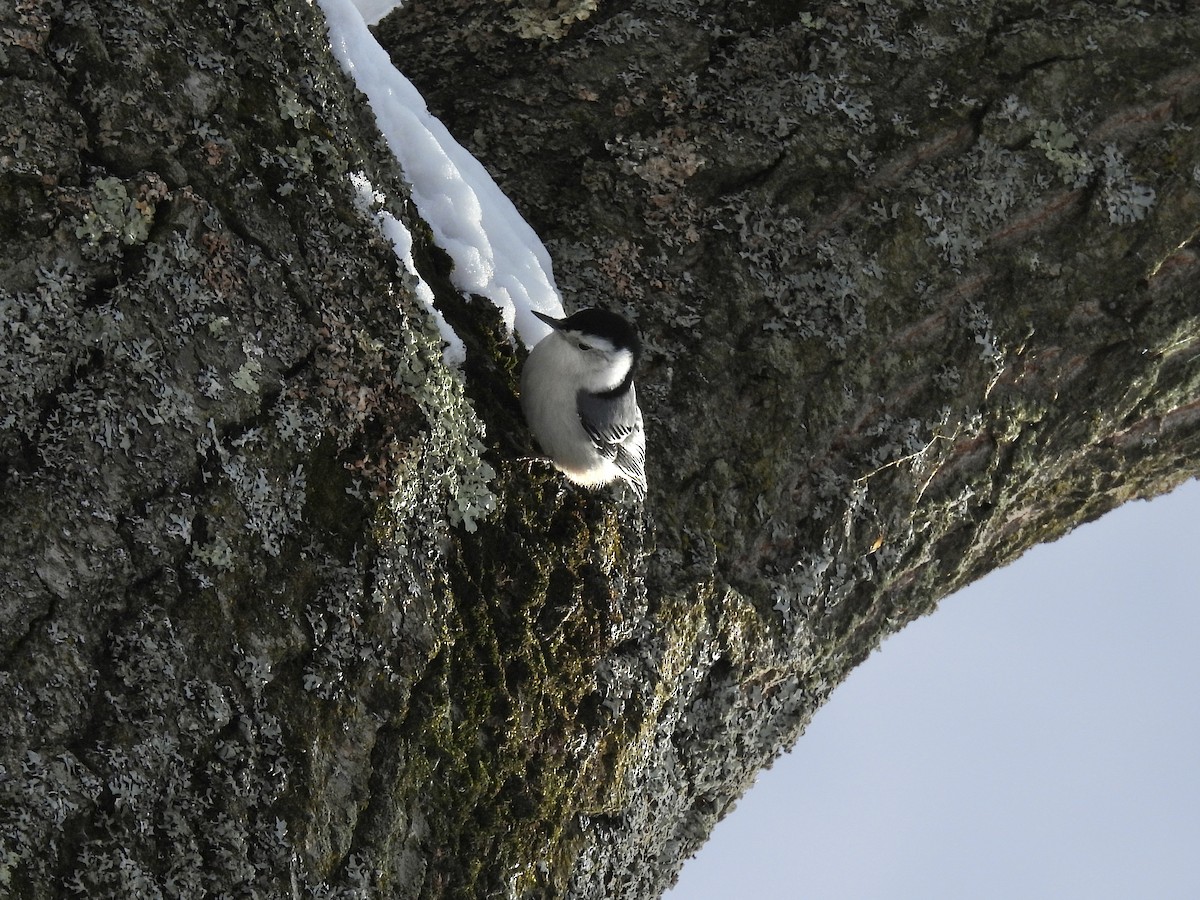 White-breasted Nuthatch - ML646802716