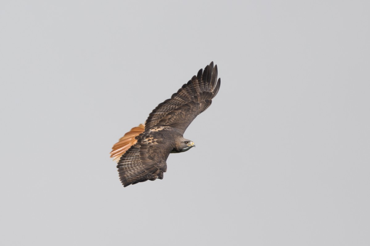 Red-tailed Hawk (costaricensis) - ML646802717