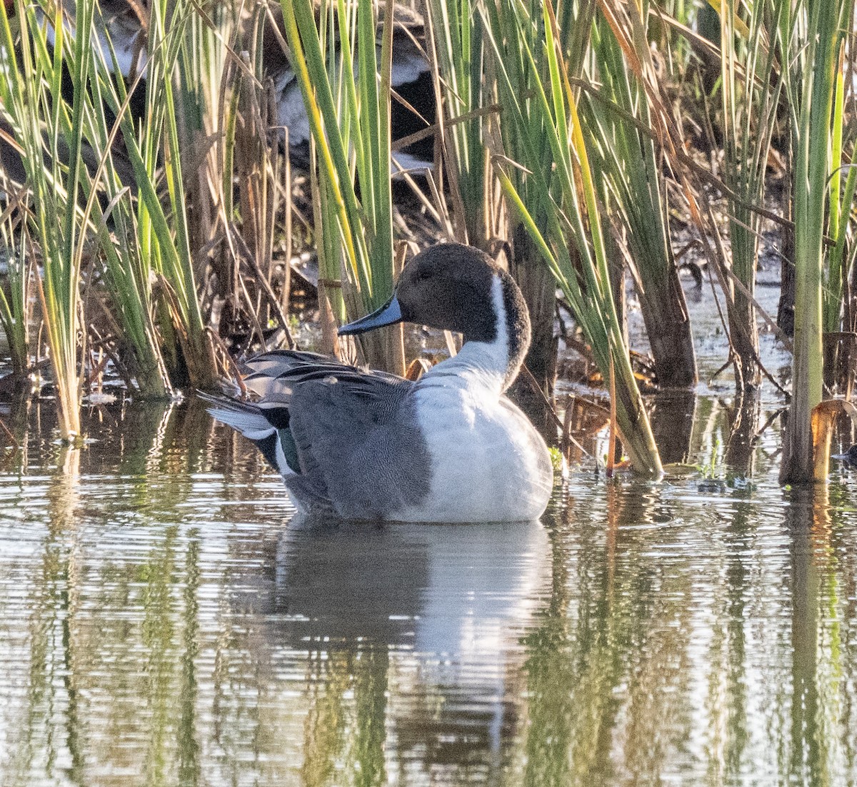 Canard pilet - ML646802718