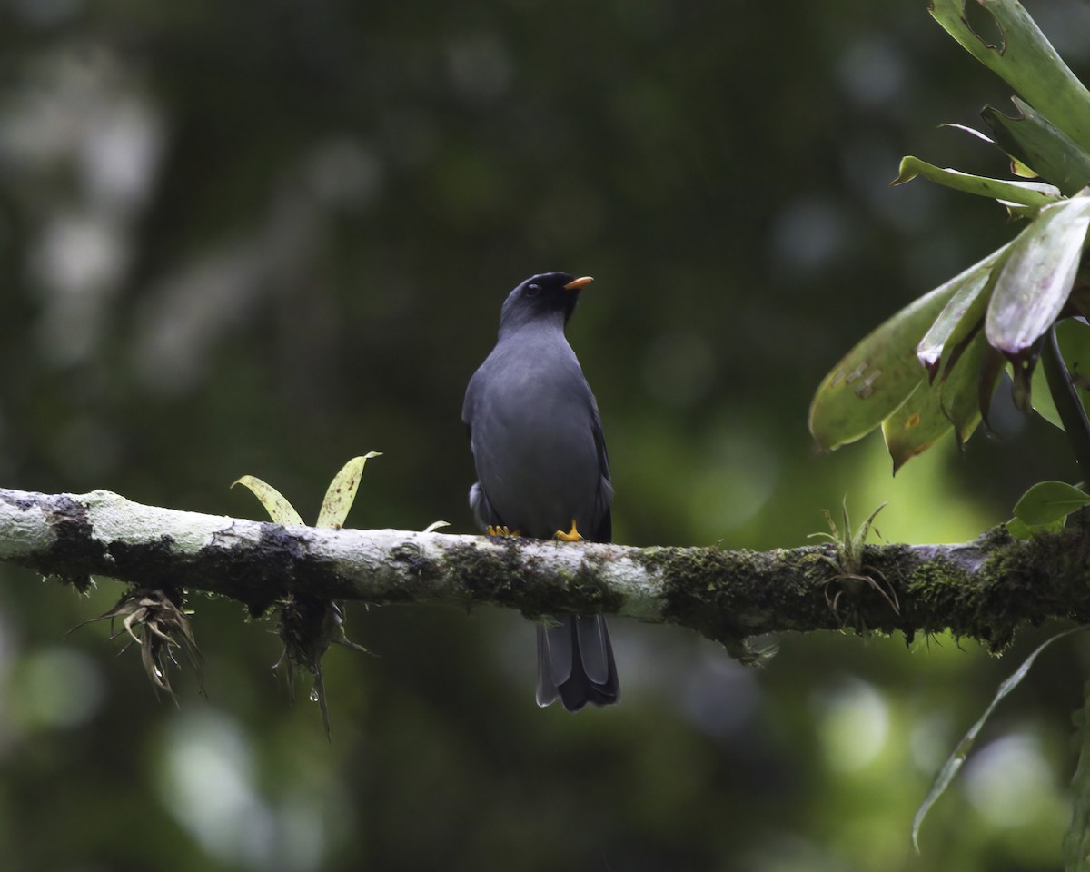 Black-faced Solitaire - ML646802719