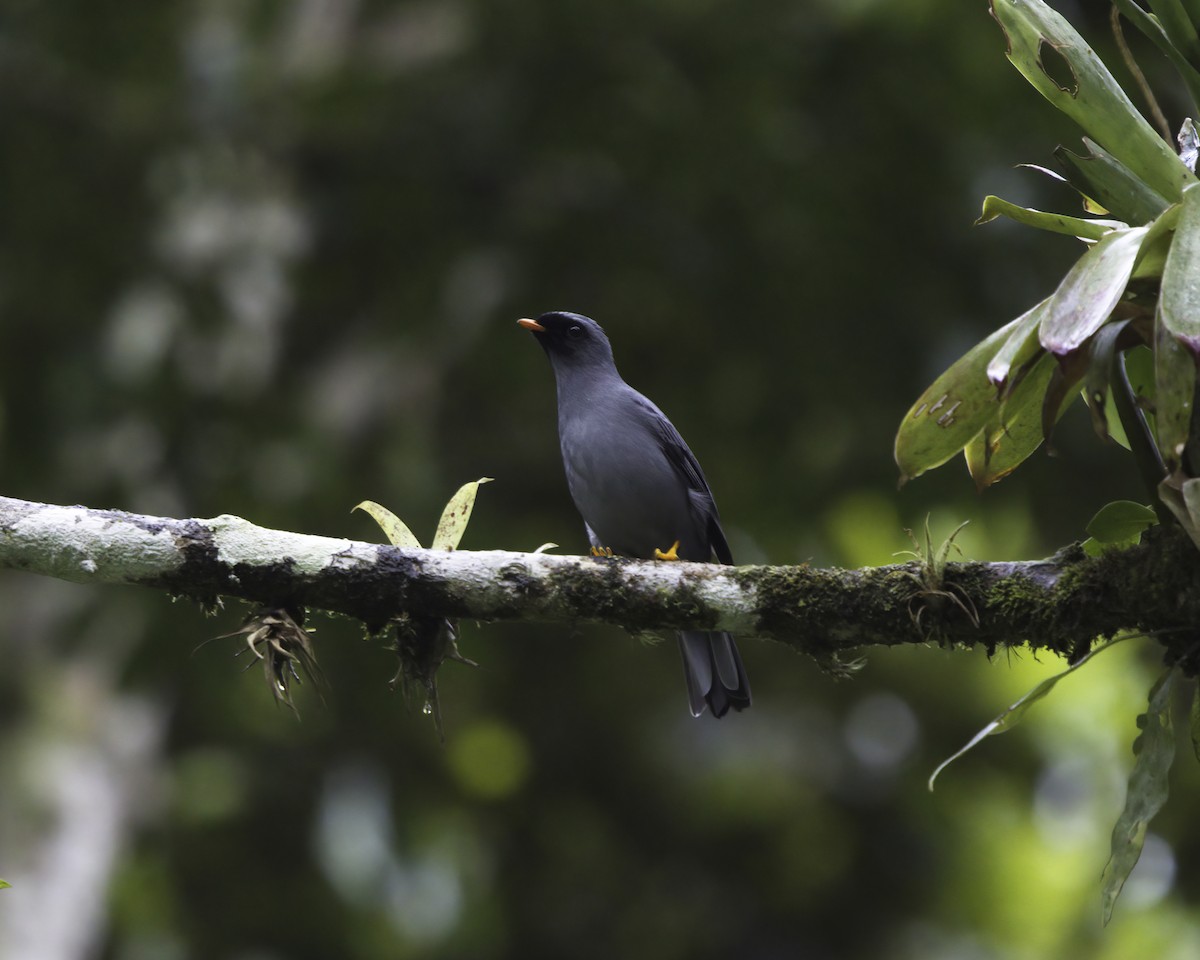 Black-faced Solitaire - ML646802720