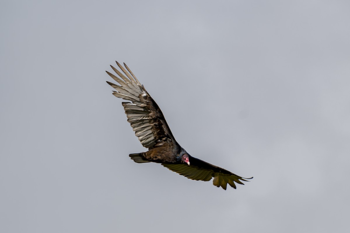 Turkey Vulture - ML646802721