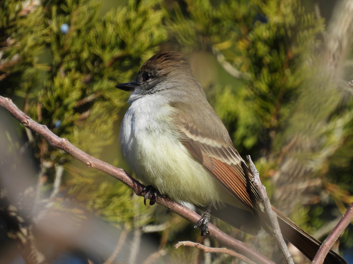 Gri Boğazlı Sinekkapan - ML646802724