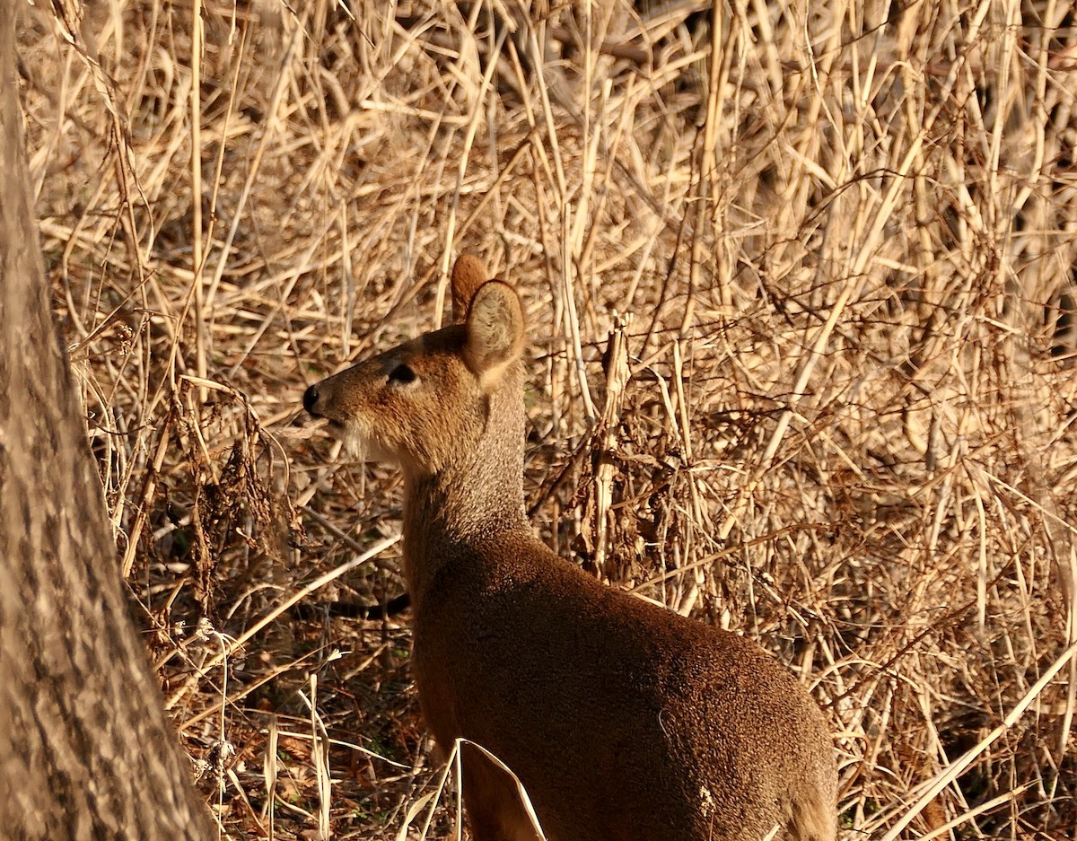 Korean Water Deer - ML646802725