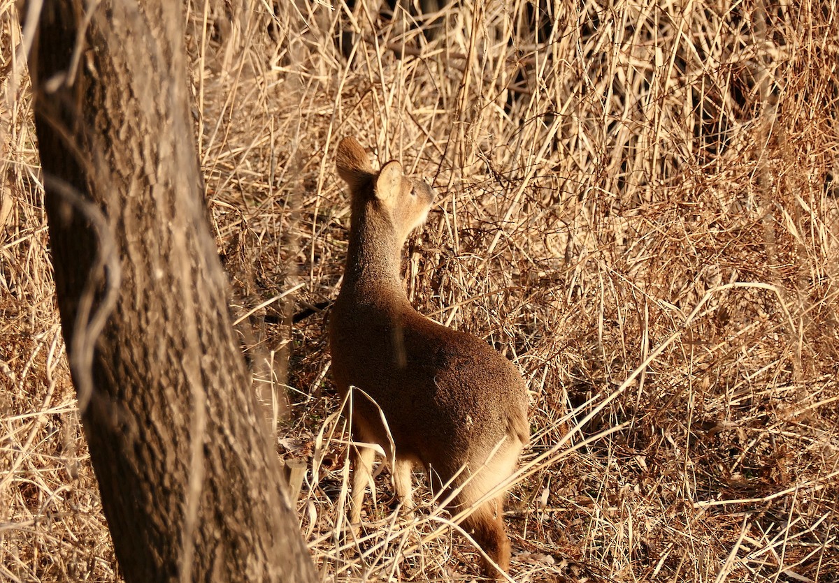Korean Water Deer - ML646802726