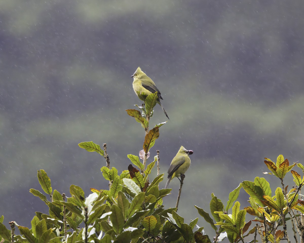 Long-tailed Silky-flycatcher - ML646802729