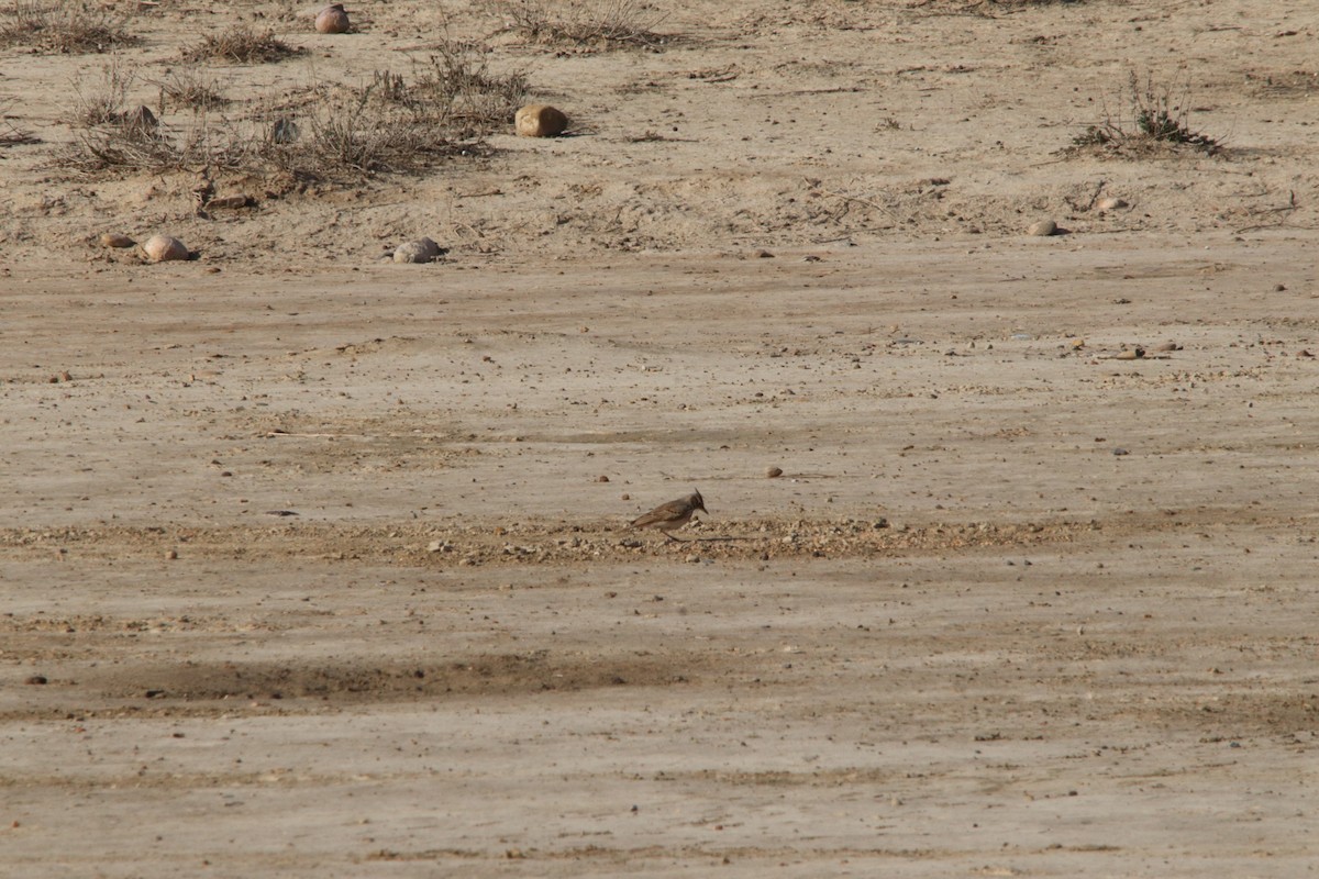 Cochevis huppé - ML646802730