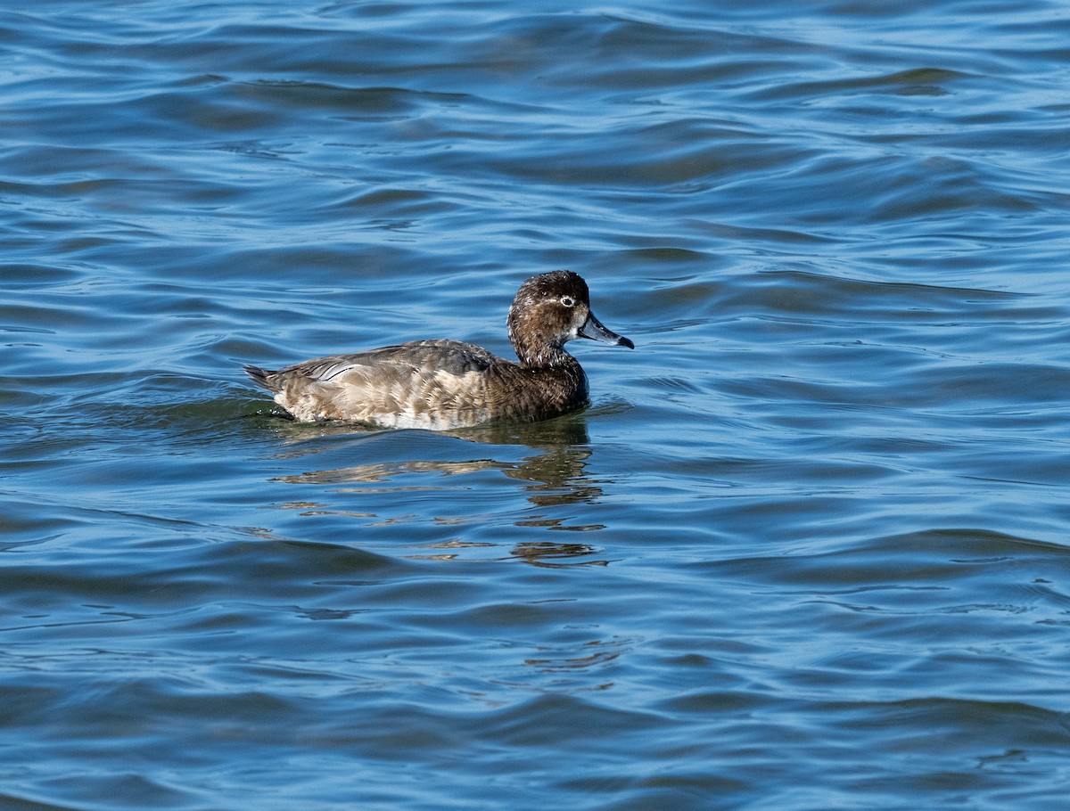 Fuligule à tête rouge - ML646802733