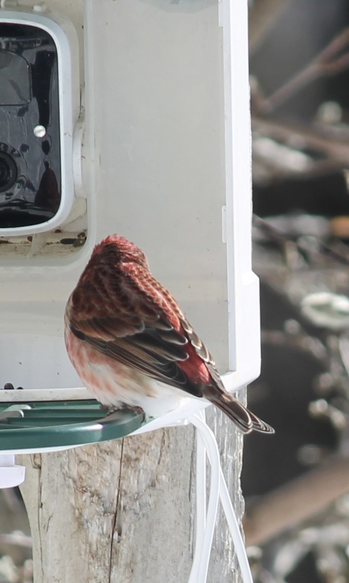 Purple Finch - ML646802735