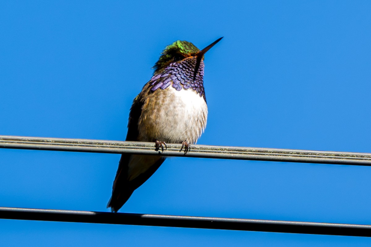 Volcano Hummingbird - ML646802739