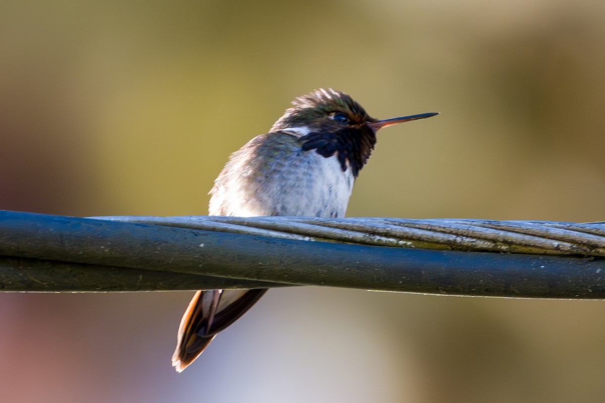 Volcano Hummingbird - ML646802740