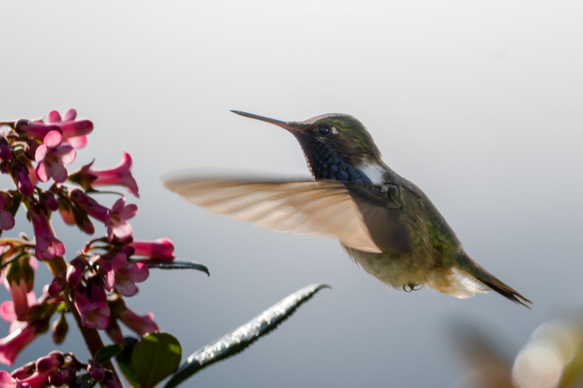 Volcano Hummingbird - ML646802741