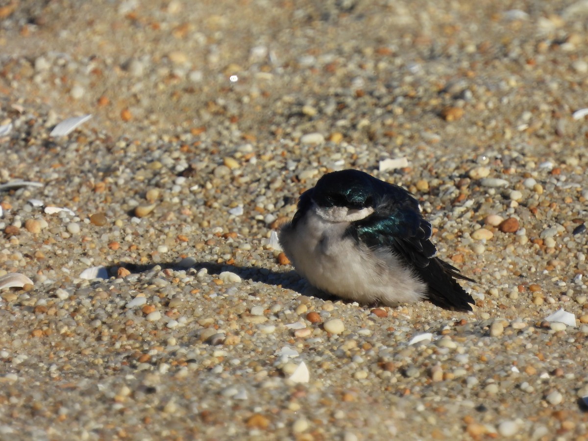 Ağaç Kırlangıcı - ML646802742