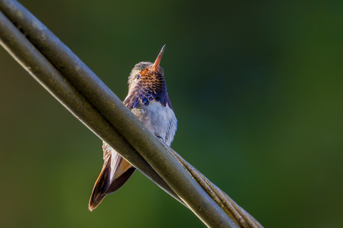 Volcano Hummingbird - ML646802743