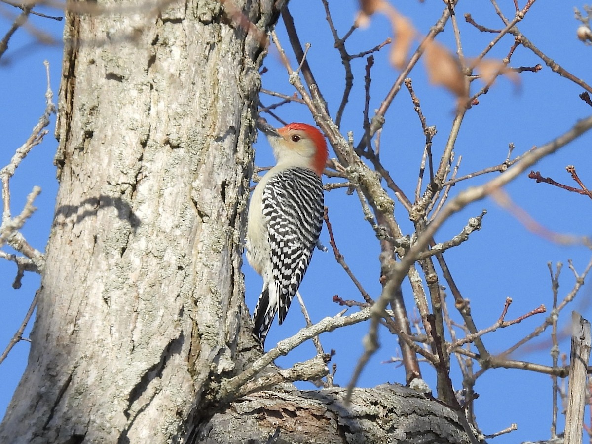 Red-bellied Woodpecker - ML646802745