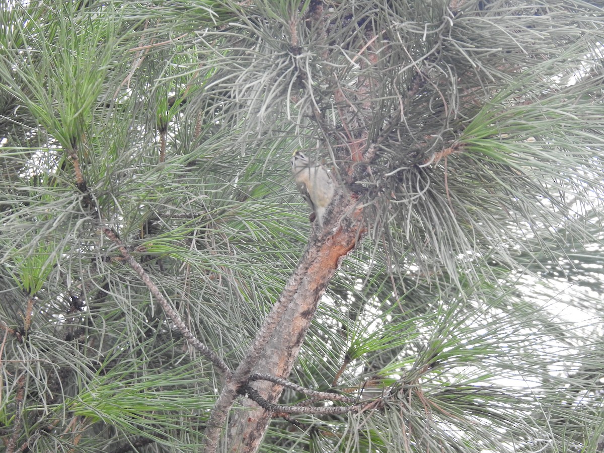 Goldcrest - ML646802748