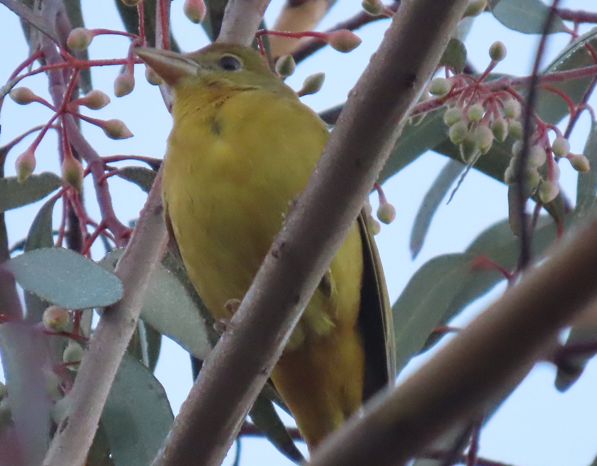 Summer Tanager - ML646802749