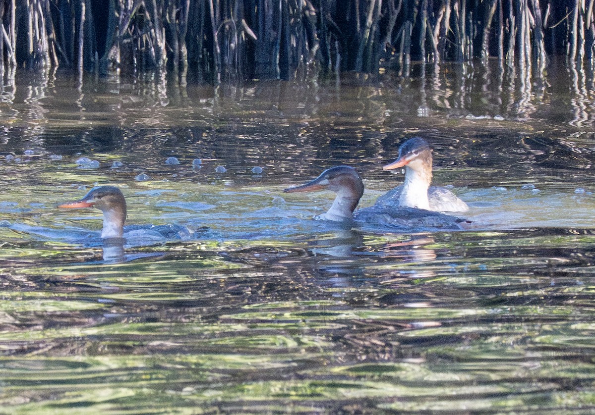 Harle huppé - ML646802751