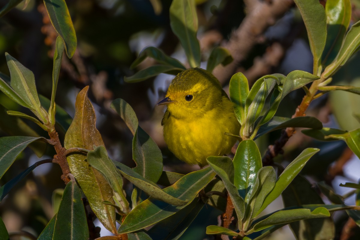 Wilson's Warbler - ML646802753