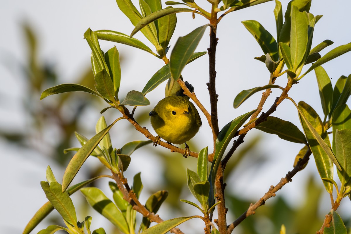 Wilson's Warbler - ML646802754