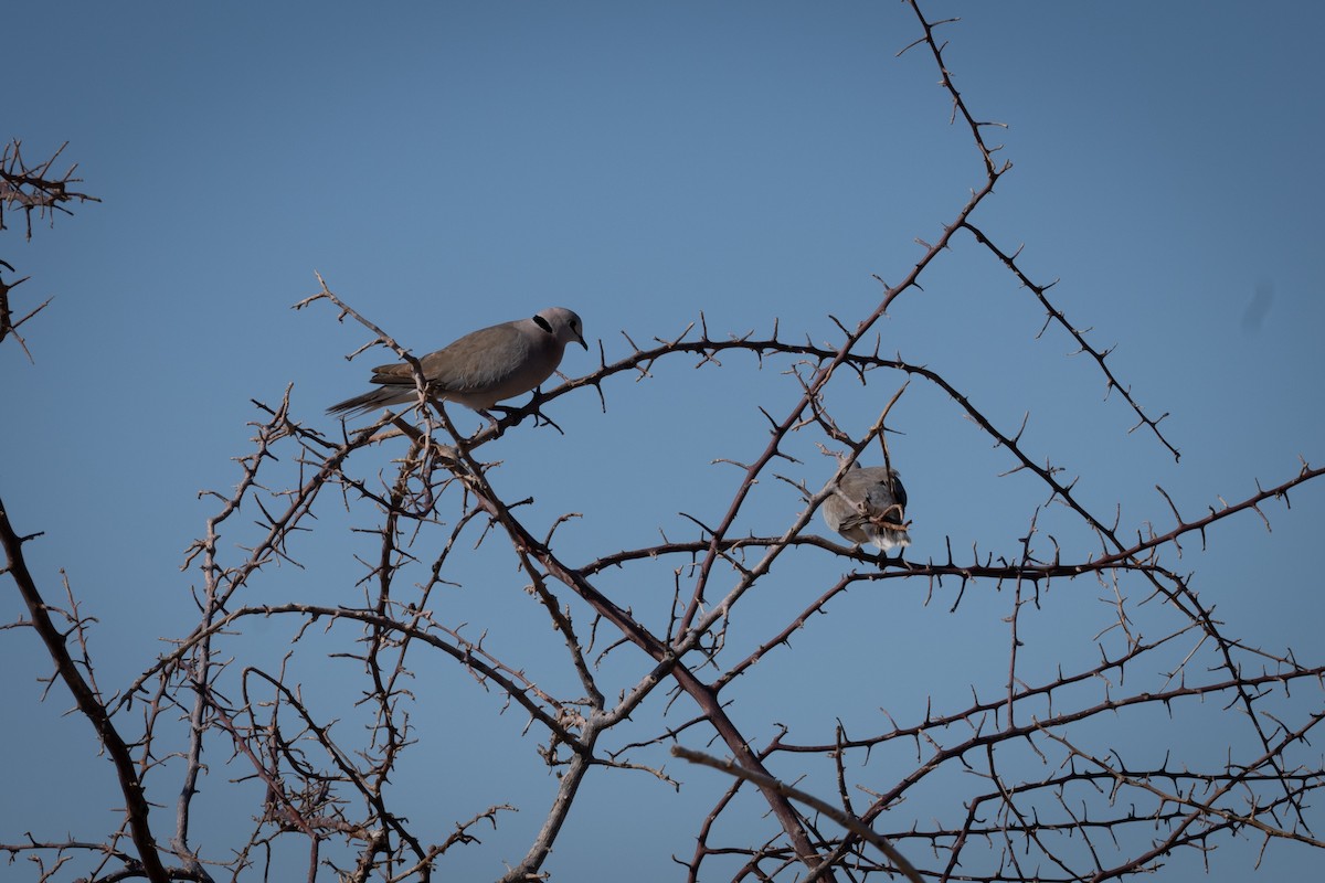 Ring-necked Dove - ML646802755