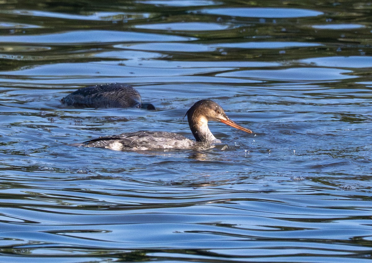 Harle huppé - ML646802756