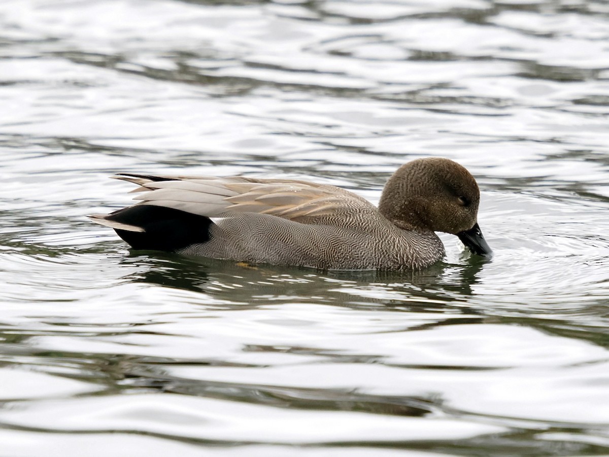 Boz Ördek - ML646802759