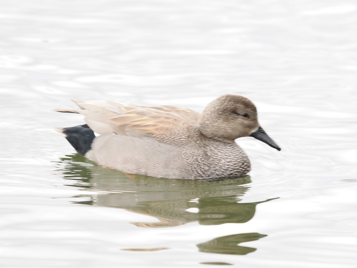 Boz Ördek - ML646802760