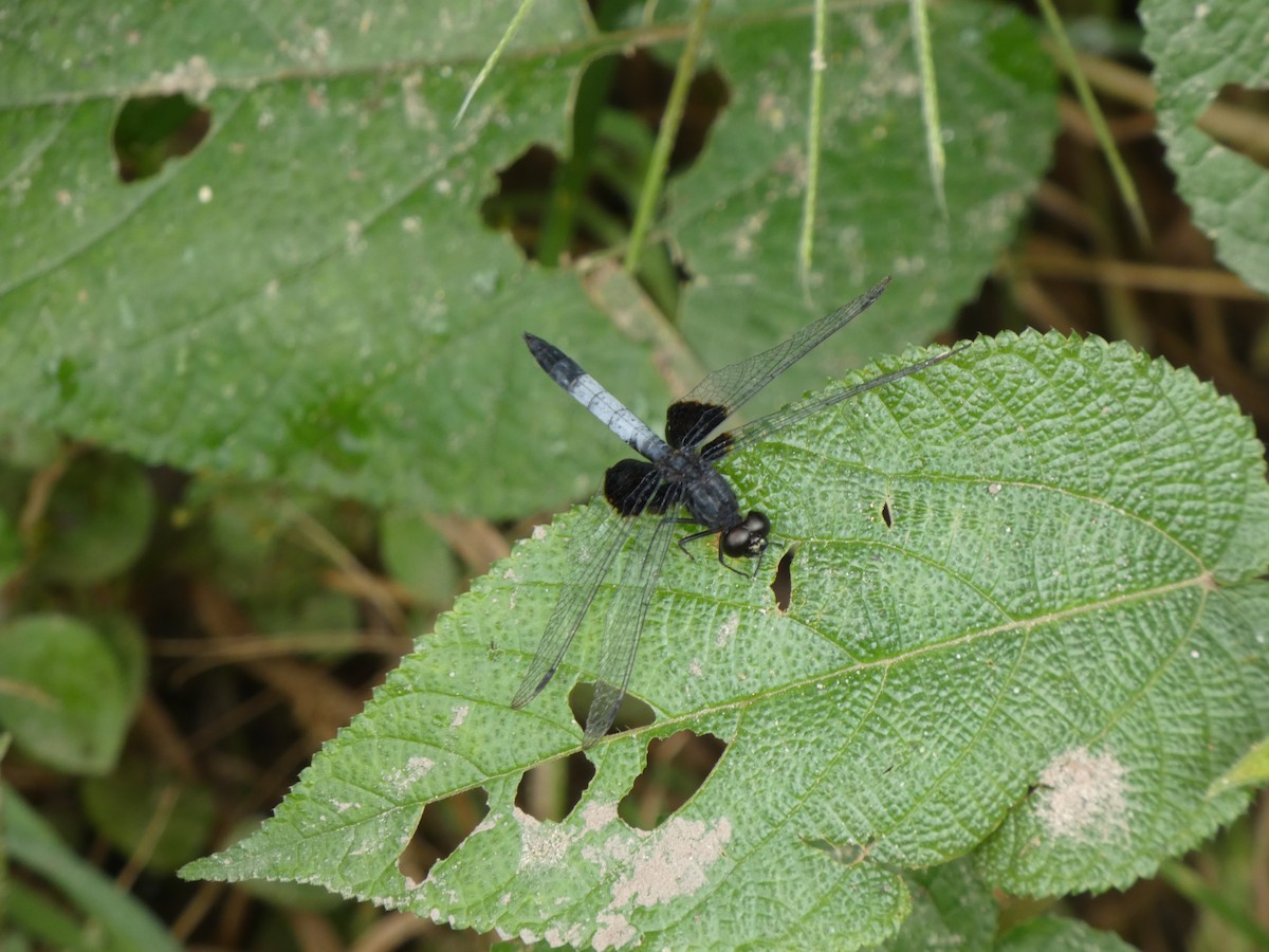 Animals - ML646802761