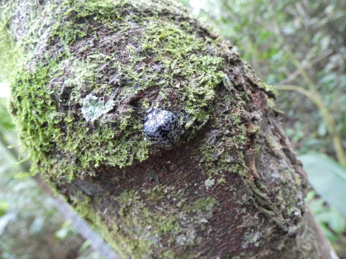 Animals - ML646802762