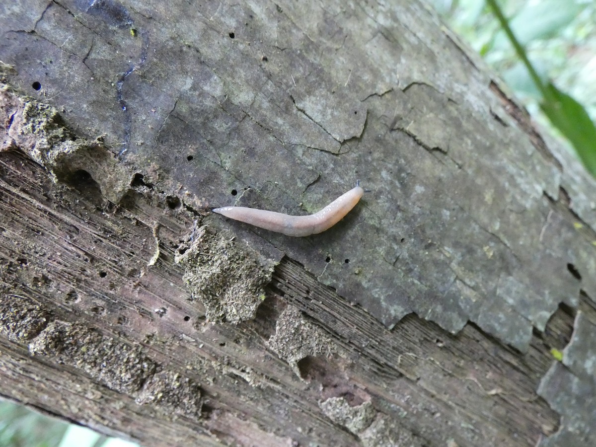 Animals - ML646802763