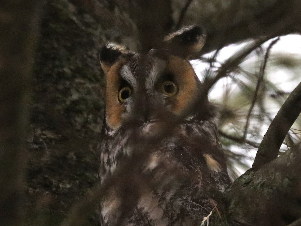 Waldohreule - ML646802764