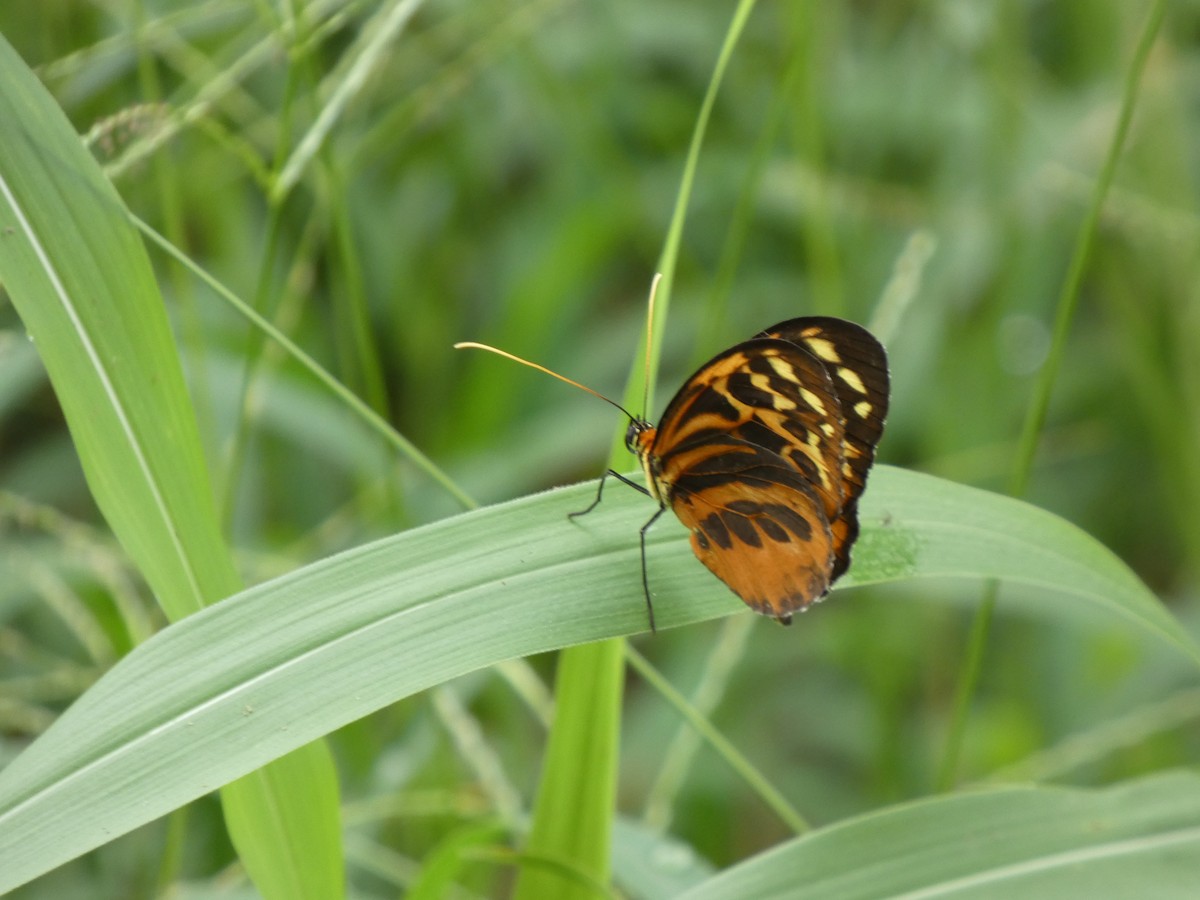 Animals - ML646802765