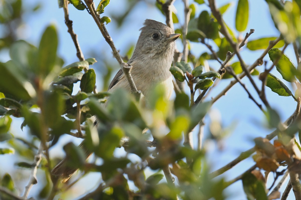 Oak Titmouse - ML646802768