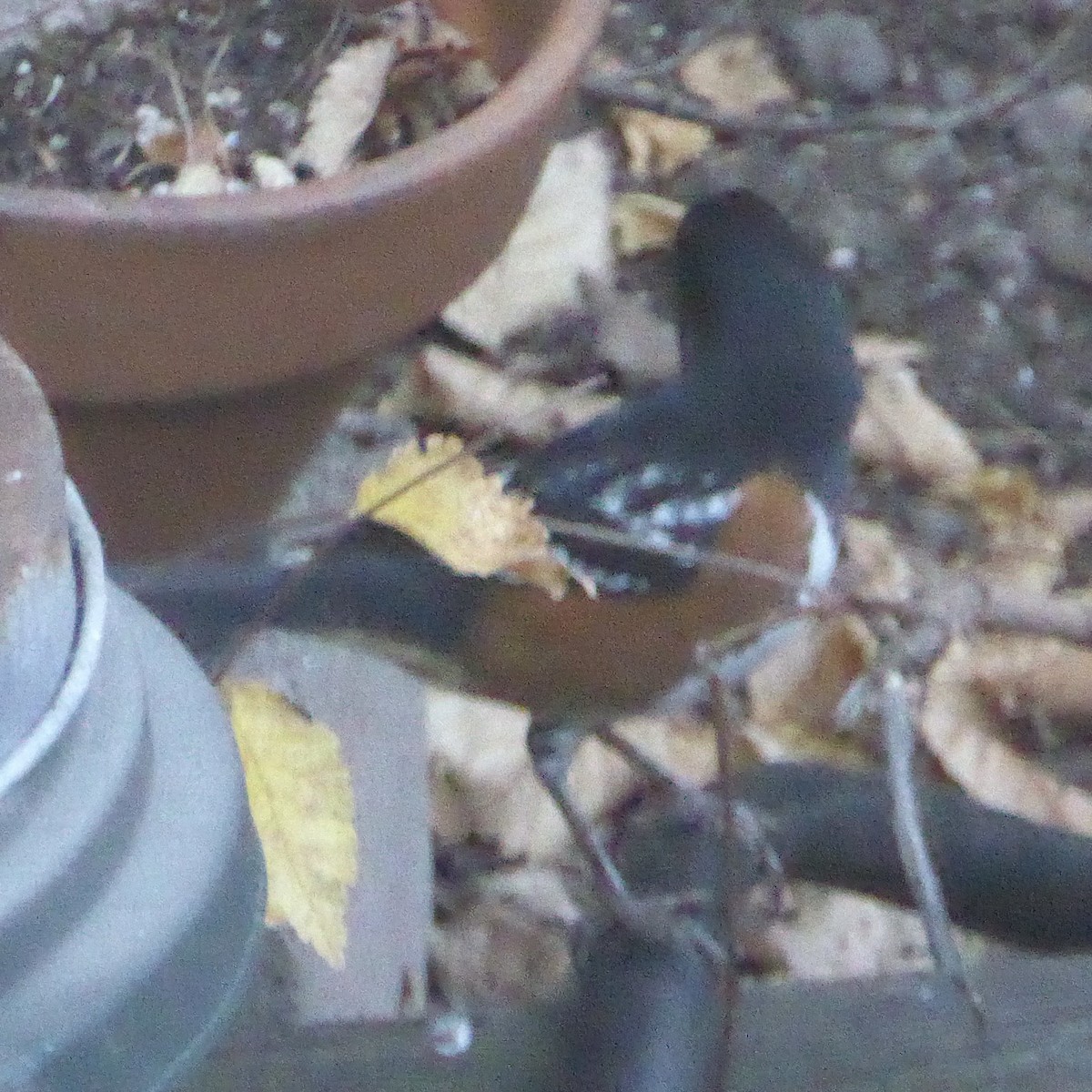 Spotted Towhee - ML646802769