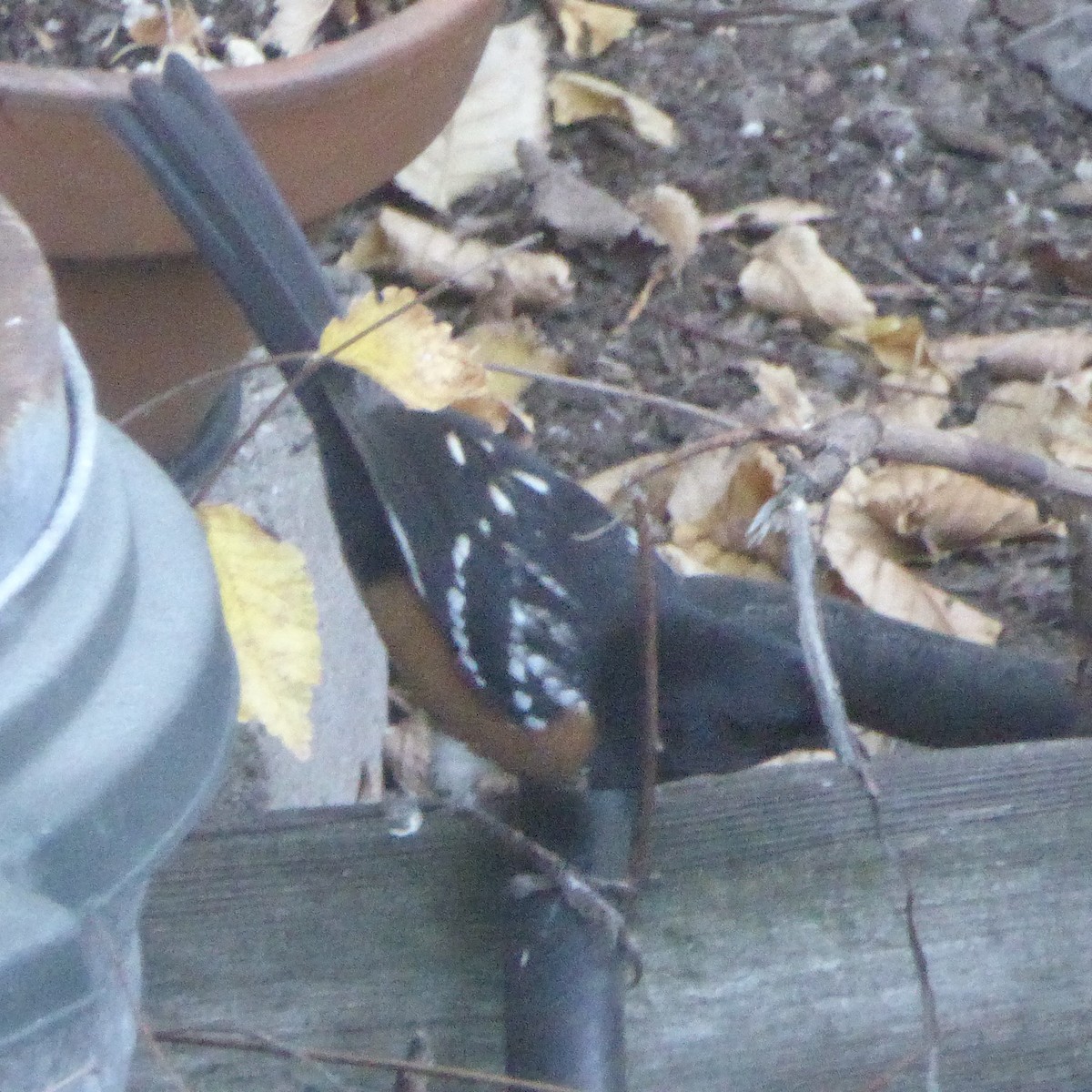 Spotted Towhee - ML646802770