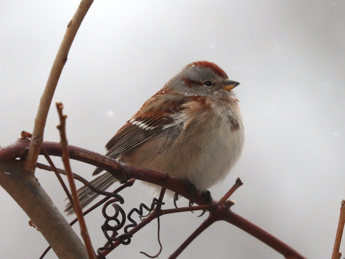 Baumammer - ML646802772